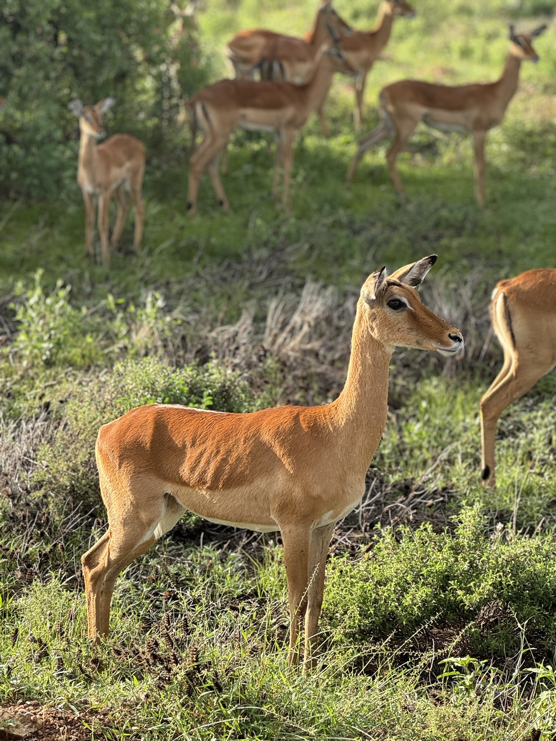 Samburu 10